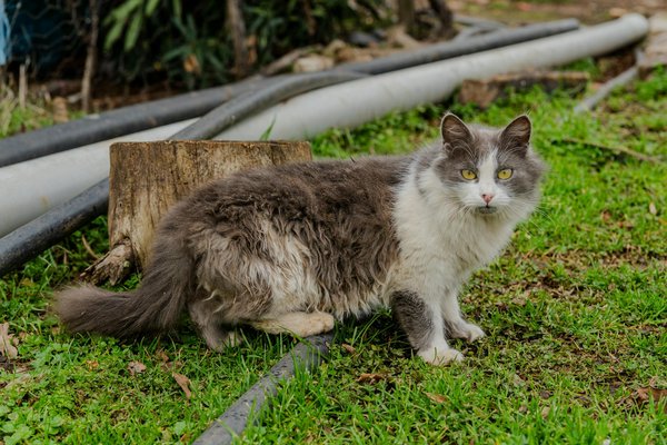 Quelles solutions innovantes sont développées pour améliorer l'accès aux soins ?